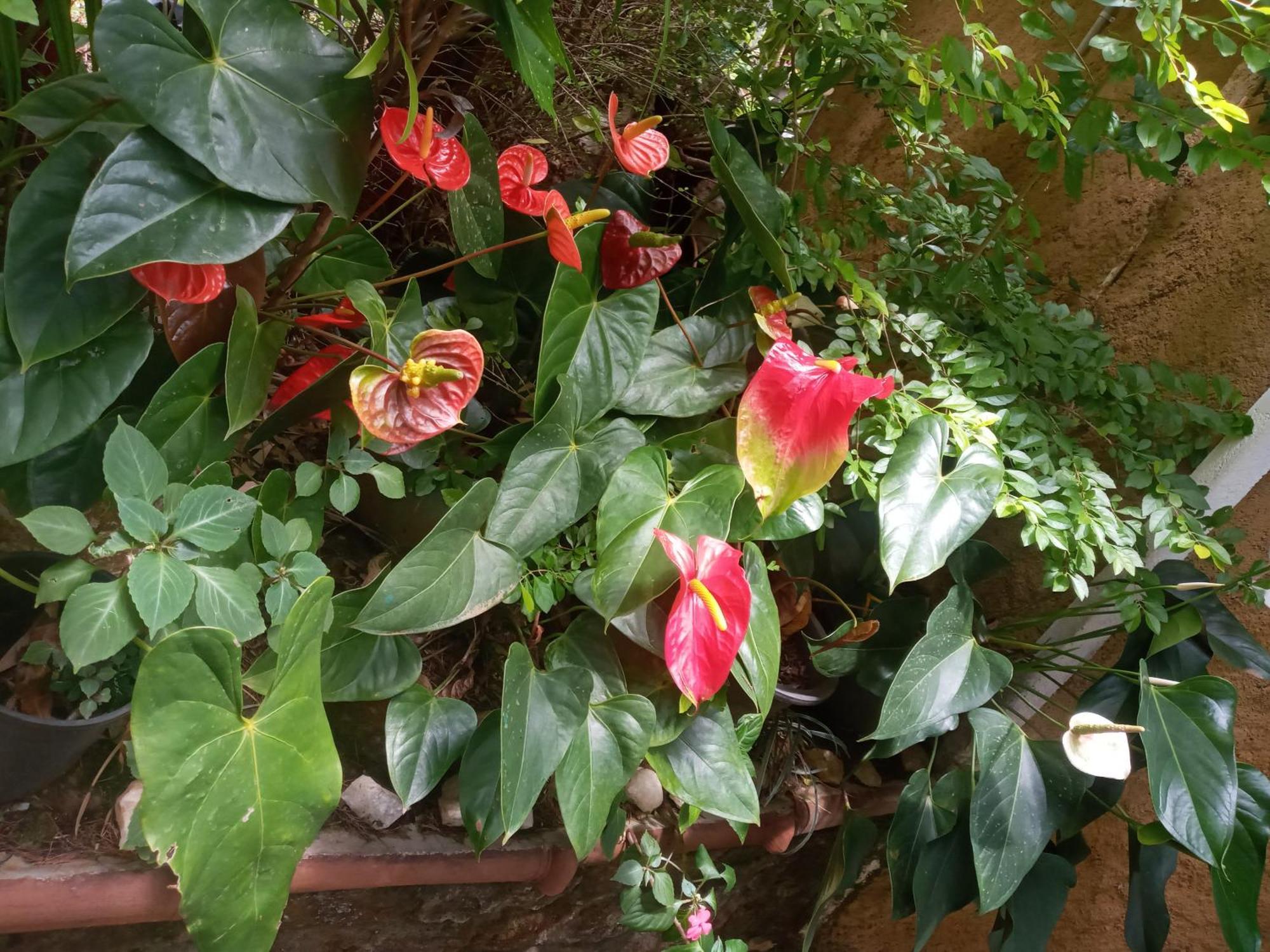 Nethsara Cottage เอลลา ภายนอก รูปภาพ